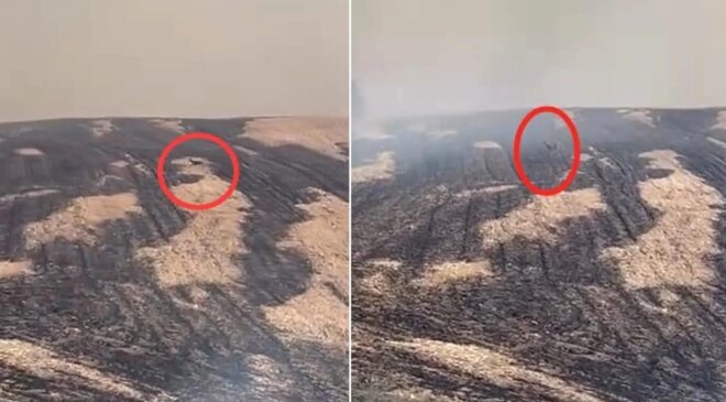 Yangın bölgesinden yürek yakan görüntü! Can havliyle kaçtı