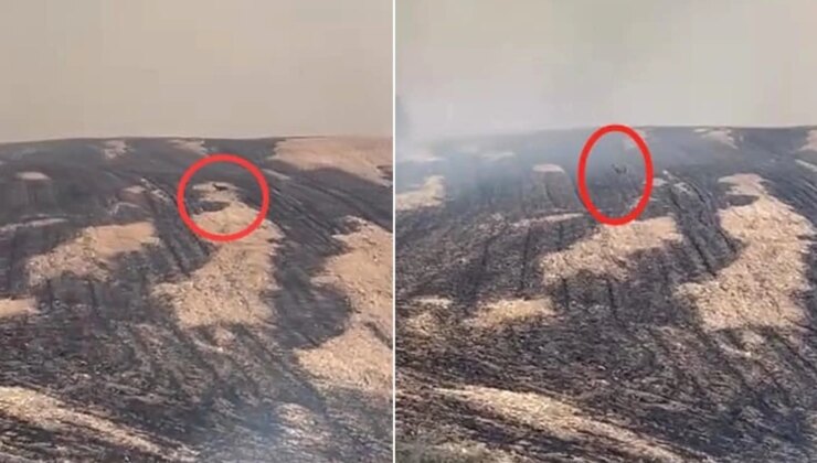 Yangın bölgesinden yürek yakan görüntü! Can havliyle kaçtı