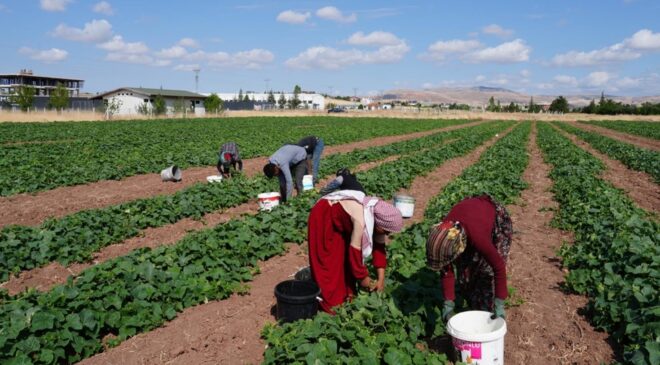 Yeşil altın hasadı başladı: Milyonların sofrasını süslüyor