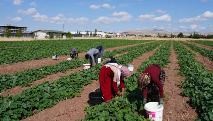 Yeşil altın hasadı başladı: Milyonların sofrasını süslüyor