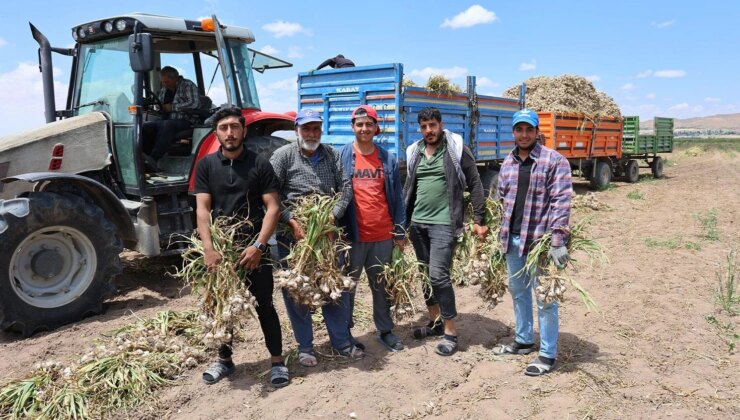 Yıllardır sevdiği kızı bekliyor, tüm ailesi başlık parası için tarlada çalışıyor