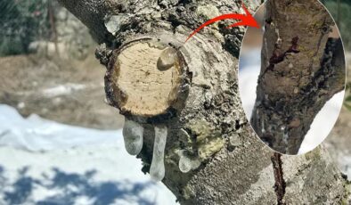 11 yıllık sabır meyvesini verdi! Kilosunu 35 bin liradan satıyorlar
