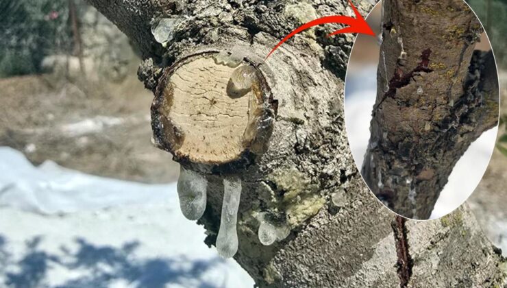 11 yıllık sabır meyvesini verdi! Kilosunu 35 bin liradan satıyorlar