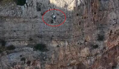 600 metrelik uçurumda tehlikeli hasat! Kilosu 15 bin liradan satılıyor