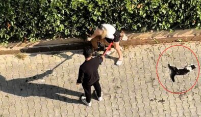 Ağızlıksız pitbull kediyi parçaladı! Sahibi “polisi aramayın” diye yalvardı