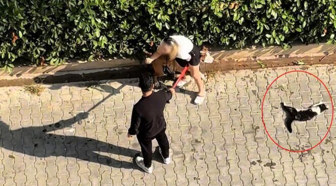 Ağızlıksız pitbull kediyi parçaladı! Sahibi “polisi aramayın” diye yalvardı