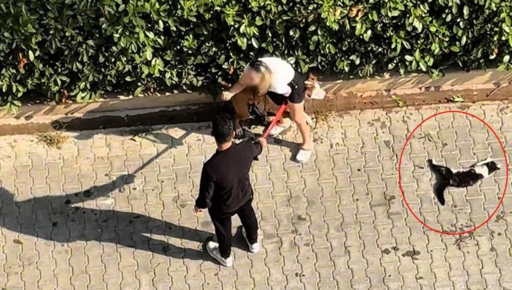 Ağızlıksız pitbull kediyi parçaladı! Sahibi “polisi aramayın” diye yalvardı