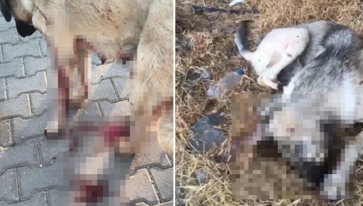 Anne köpeği vurup yavrusunu öldürdü! Vicdansız adama ev hapsi verildi