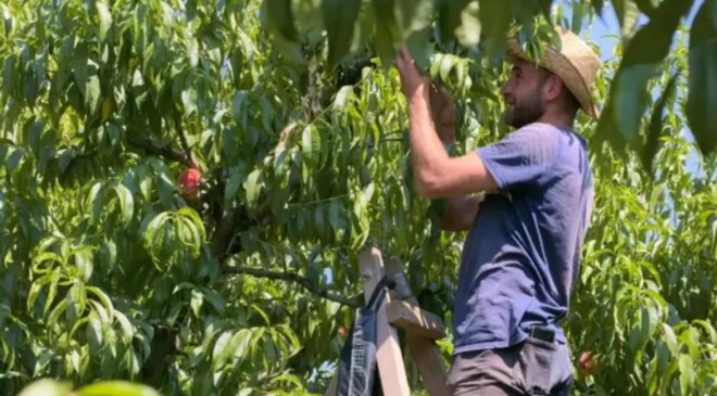 Beklenen hasat başladı: Coğrafi işaret tescilli Bursa şeftalisinin tezgahlardaki fiyatı belli oldu