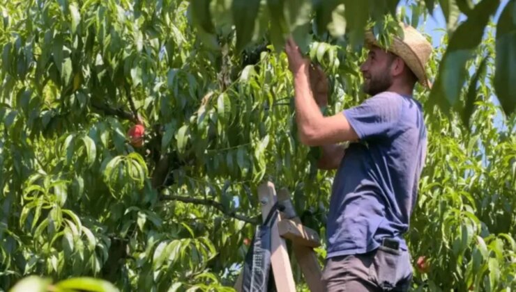 Beklenen hasat başladı: Coğrafi işaret tescilli Bursa şeftalisinin tezgahlardaki fiyatı belli oldu