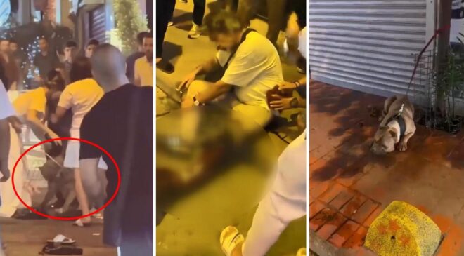 Beyoğlu sokakları kana bulandı! Pitbull saldırdı, sahibi bıçaklandı