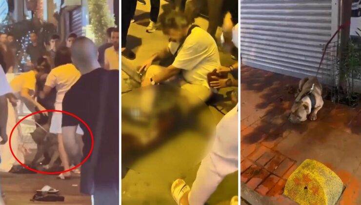 Beyoğlu sokakları kana bulandı! Pitbull saldırdı, sahibi bıçaklandı