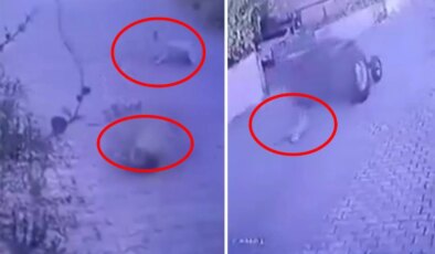 Dikili’de köpeklere ateş açan şüpheli tutuklandı
