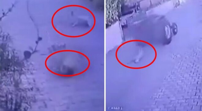 Dikili’de köpeklere ateş açan şüpheli tutuklandı