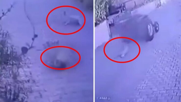 Dikili’de köpeklere ateş açan şüpheli tutuklandı