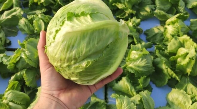 Bir bu eksikti! Şimdi de marul salgını can alıyor: Hastaneler alarmda, vaka sayısı 20 bini aştı