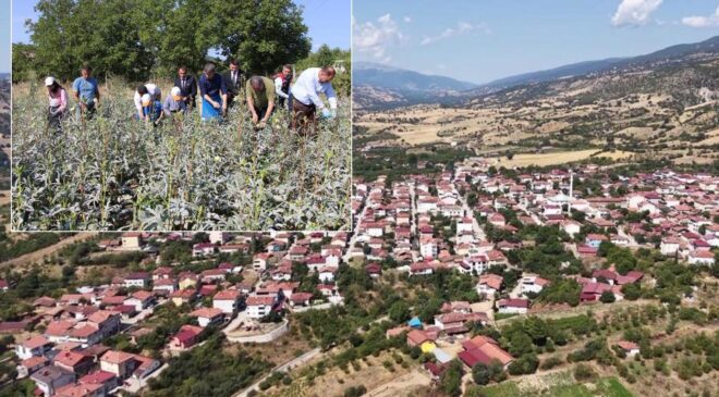 Bir ilçenin kaderini değiştiren ürün! Altından daha kolay satılıyor