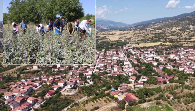 Bir ilçenin kaderini değiştiren ürün! Altından daha kolay satılıyor