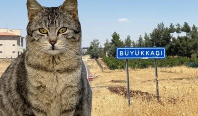Kedinin ısırdığı çocuk entübe edildi