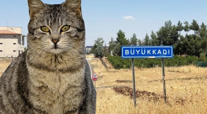 Kedinin ısırdığı çocuk entübe edildi