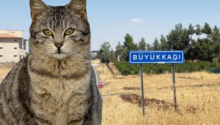 Kedinin ısırdığı çocuk entübe edildi