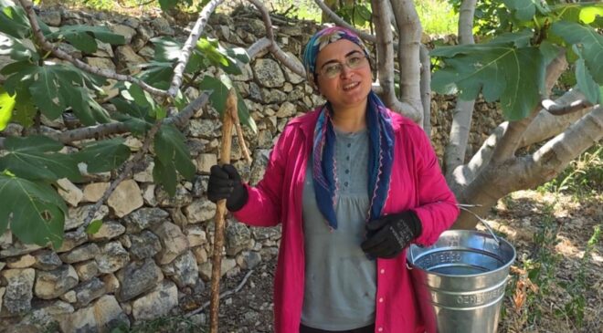 Ocağınıza dikmeyin ama… Dalında 150 lira, kurutulunca servet değerinde