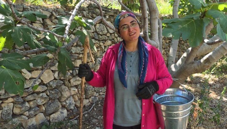 Ocağınıza dikmeyin ama… Dalında 150 lira, kurutulunca servet değerinde