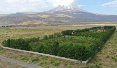 Ağrı Dağı’nın yakınlarındaki çorak araziye kurulan bahçede meyve hasadı yapıldı