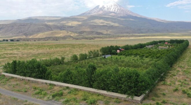 Ağrı Dağı’nın yakınlarındaki çorak araziye kurulan bahçede meyve hasadı yapıldı
