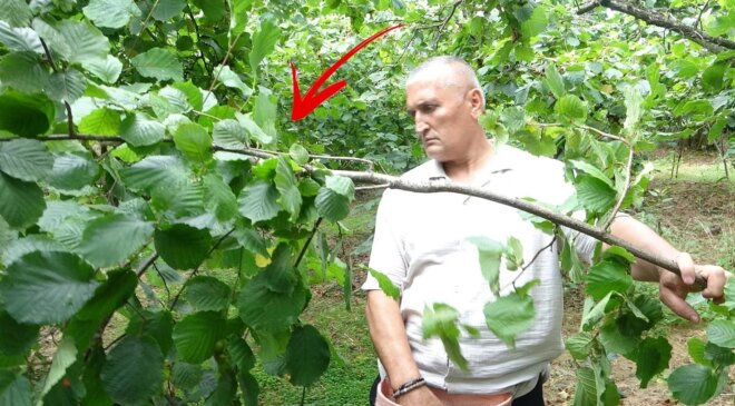 Fındık hasadı başladı, haberler kötü: Çotanakların yarısı boş