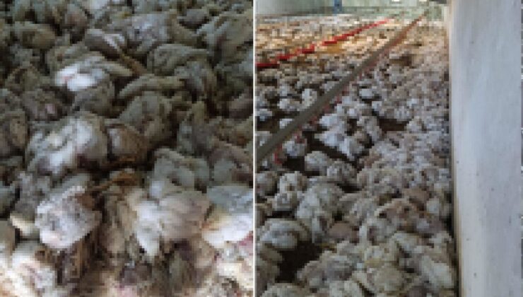 Çiftliğin havalandırma sistemi bozuldu! Binlerce hayvan telef oldu