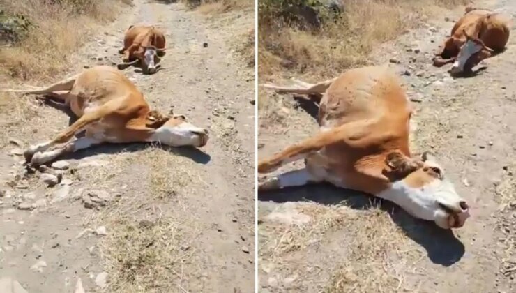 Emeği, gözlerinin önünde böyle yok oldu: Eli bıçak tutan herkes gelsin