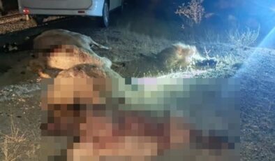 Koyun sürüsüne otomobil çarptı! Çok sayıda hayvan telef oldu