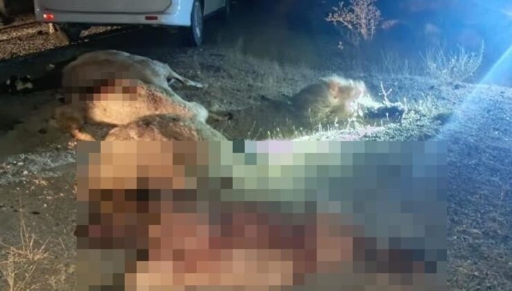 Koyun sürüsüne otomobil çarptı! Çok sayıda hayvan telef oldu