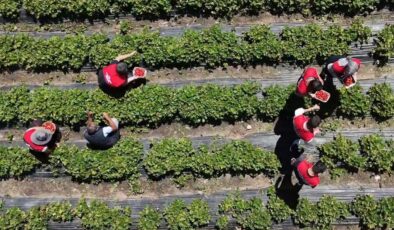 Hobi olarak başladı, 2.5 dönüme çıkardı: Bakımı zor ama parası çok iyi