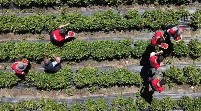 Hobi olarak başladı, 2.5 dönüme çıkardı: Bakımı zor ama parası çok iyi