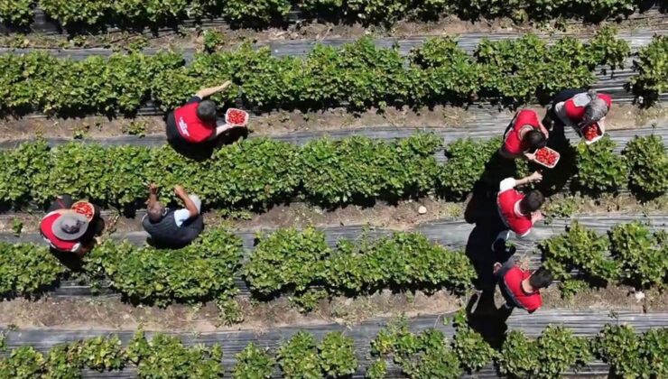 Hobi olarak başladı, 2.5 dönüme çıkardı: Bakımı zor ama parası çok iyi