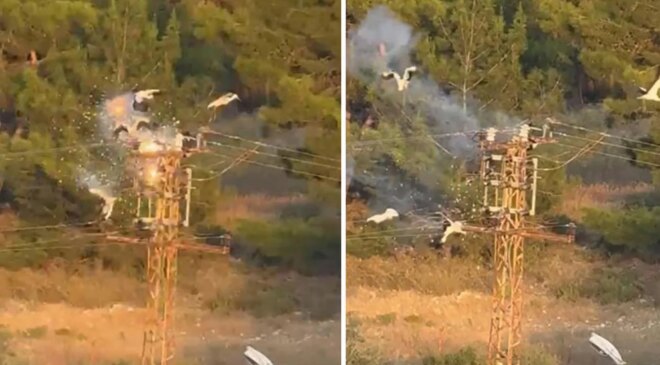 Direğe konan 5 leylekten 3’ü elektrik akımına kapılarak telef oldu