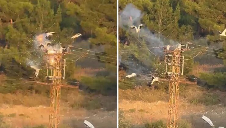 Direğe konan 5 leylekten 3’ü elektrik akımına kapılarak telef oldu