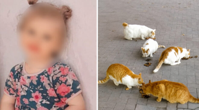 Kedi ısırmıştı: 4 yaşındaki çocuk kuduzdan hayatını kaybetti