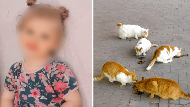 Kedi ısırmıştı: 4 yaşındaki çocuk kuduzdan hayatını kaybetti