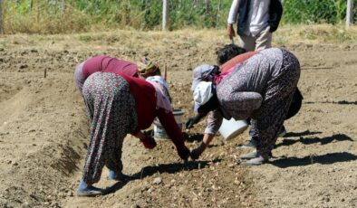 Kilosu 600 bin TL! Dünyanın en pahalı baharatı için dikim başladı