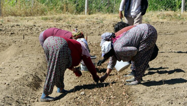 Kilosu 600 bin TL! Dünyanın en pahalı baharatı için dikim başladı