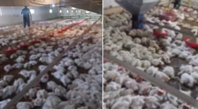 Teknik arıza faciaya dönüştü! 4 bin tavuk telef oldu