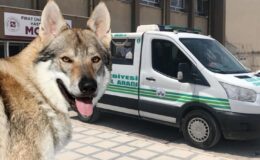 Kurt geldi sanıp karanlığa ateş etti! En yakınını vurdu