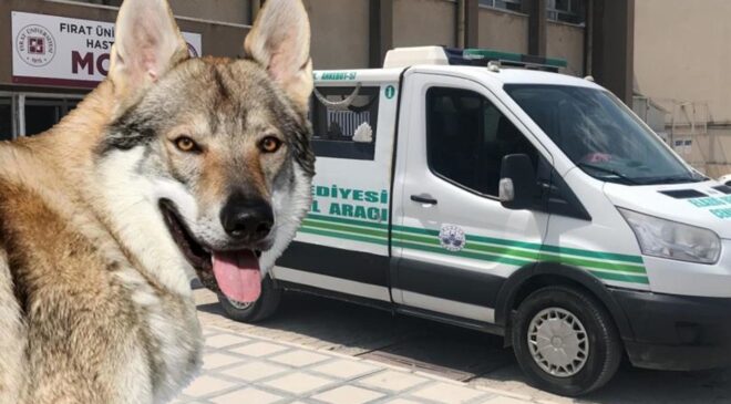 Kurt geldi sanıp karanlığa ateş etti! En yakınını vurdu