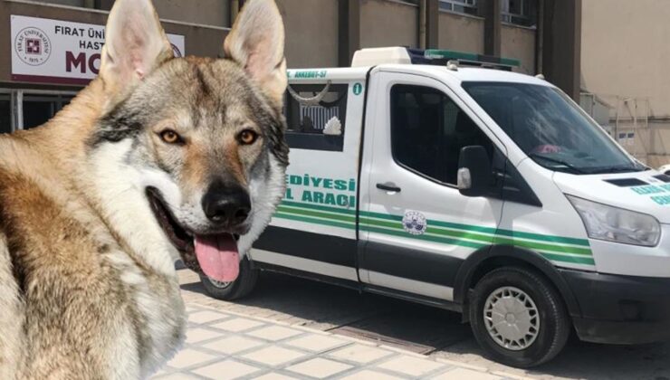 Kurt geldi sanıp karanlığa ateş etti! En yakınını vurdu