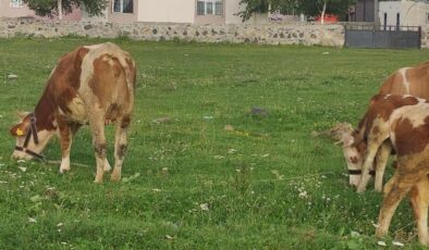Mahallede kuduz alarmı! Giriş çıkışlar yasaklandı, karantina başladı