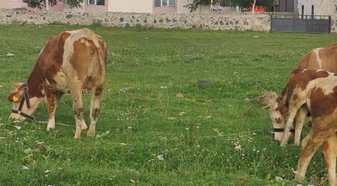 Mahallede kuduz alarmı! Giriş çıkışlar yasaklandı, karantina başladı