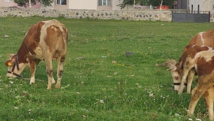 Mahallede kuduz alarmı! Giriş çıkışlar yasaklandı, karantina başladı